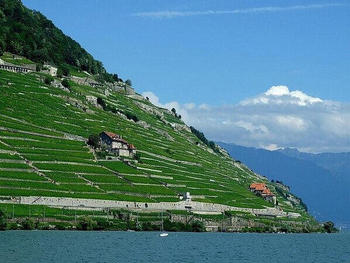 【スイス】ラヴォー地区の葡萄畑。I4Tsc.jpg